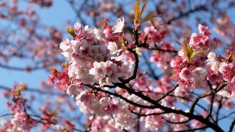 Cherry blossoms are blooming in South Korea