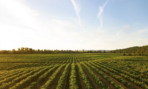 wide field of plants and crops