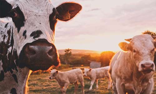 Cows on the fields during sunset time
