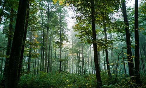 forest in daylight