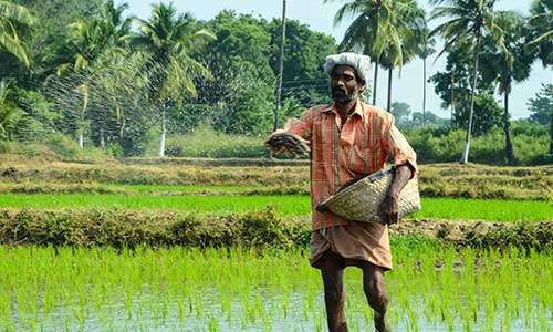 Man standing in the rice fields in Asia