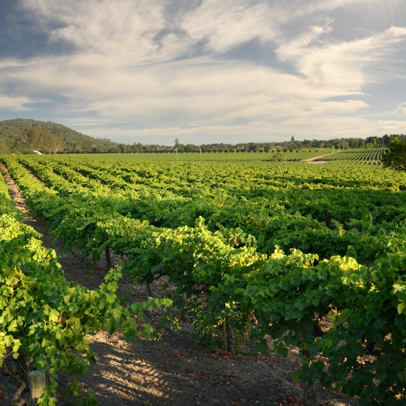 Yuncang winery 's brand LEESON red wine 